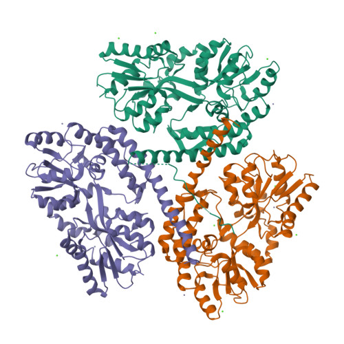 Figure 1. Structure of Native Huntingtin Protein Produced by X-Ray Diffraction. The protein used was produced from the genome of Homo sapiens. The three domains of the cyclic homotrimer protein are coloured green, orange, and purple respectively (Kim et al., 2009).