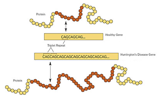 Figure 2. Diagram Showing the Differences in the CAG Repeat Region Between a Healthy and Disease-Causing HTT Gene. The yellow boxes show parts of the CAG repeat region and its expansion in the disease-causing HTT gene (labelled “Huntington’s Disease Gene”). Normal and misfolded / disease-causing proteins are portrayed by yellow (non-repeated) and red (repeated) circles which represent individual glutamine molecules. Arrows show how each “CAG” codes for a single glutamine molecule (NIST, 2011).