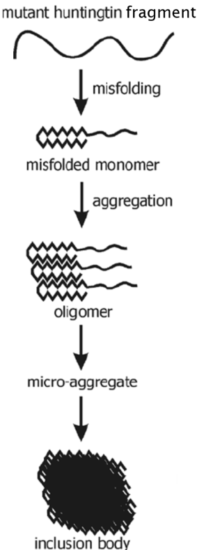 Figure 3. Diagram Showing the Misfolding and Subsequent Aggregation of Mutant Huntingtin Fragments to Form an Inclusion Body (de Pril, 2011). 