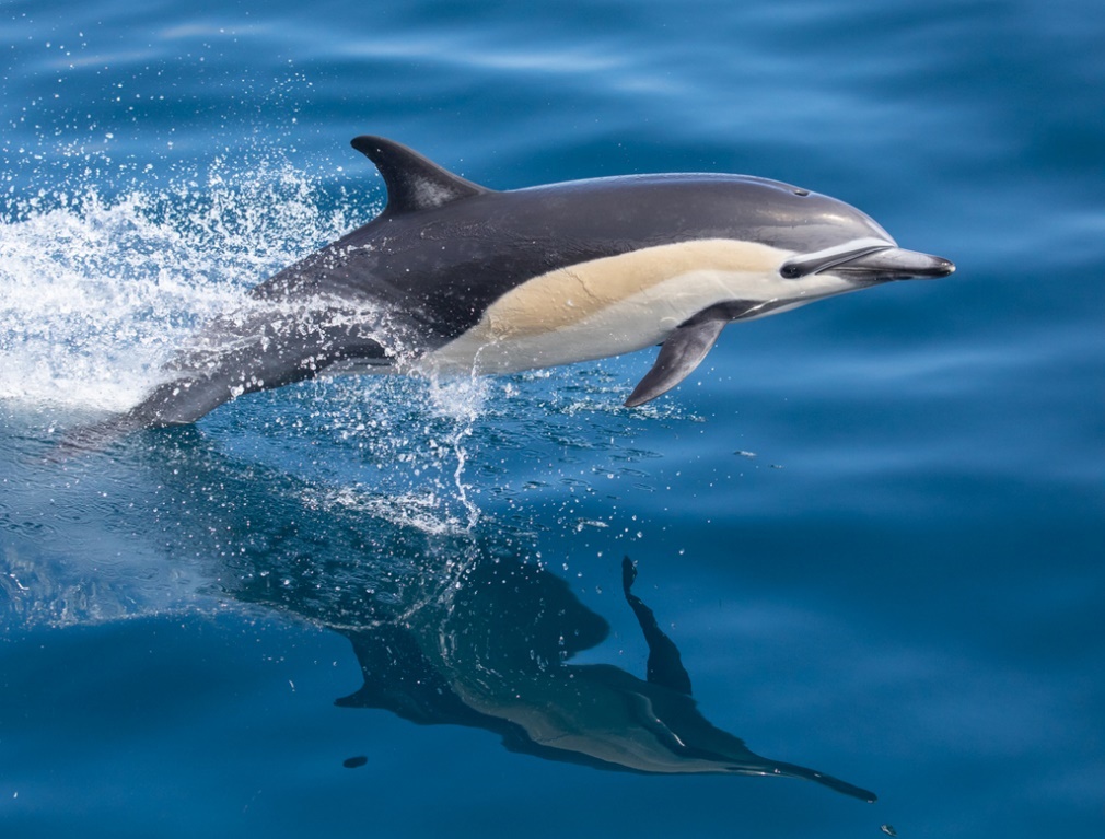 An image of Delphinus delphis, the short-beaked common dolphin (Husic, 2021) leaping out of the water, displaying its grey body and white stomach against a backdrop of waves.