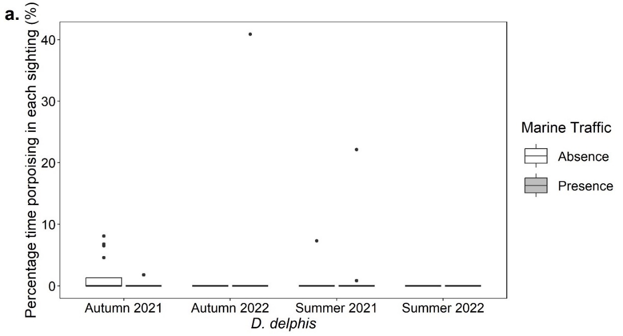 Boxplots showing the percentage time for each sighting (%) that Delphinus delphis exhibited porpoising behaviour in the presence and absence of marine traffic in the autumn of 2021 and 2022 and the summer of 2021 and 2022. All plots show very low percentage averages, showing zero apart from Autumn 2021.