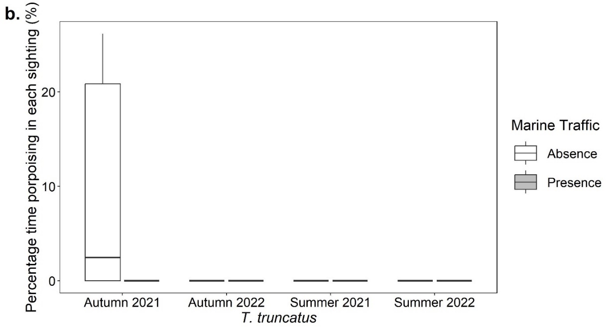 Boxplots showing the percentage time for each sighting (%) that Tursiops truncatus exhibited porpoising behaviour in the presence and absence of marine traffic in the autumn of 2021 and 2022 and the summer of 2021 and 2022. All plots show very low percentage averages, showing zero apart from Autumn 2021.