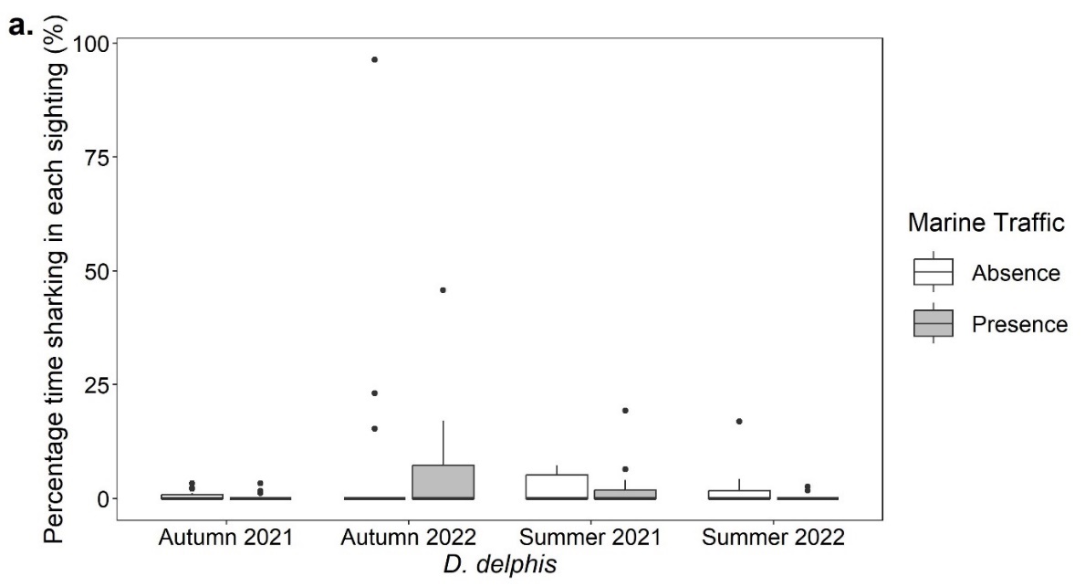 Boxplots showing the percentage time for each sighting (%) that Delphinus delphis exhibited sharking behaviour in the presence and absence of marine traffic in the autumn of 2021 and 2022 and the summer of 2021 and 2022. All data shows low percentage and little discrepancies.