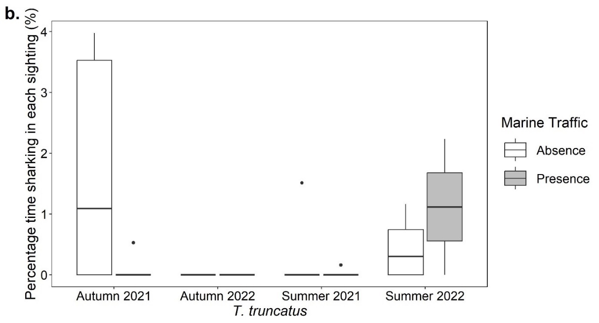 Boxplots showing the percentage time for each sighting (%) that Tursiops truncatus exhibited sharking behaviour in the presence and absence of marine traffic in the autumn of 2021 and 2022 and the summer of 2021 and 2022. Autumn 2022 and Summer 2021 have percentage averages of zero. 