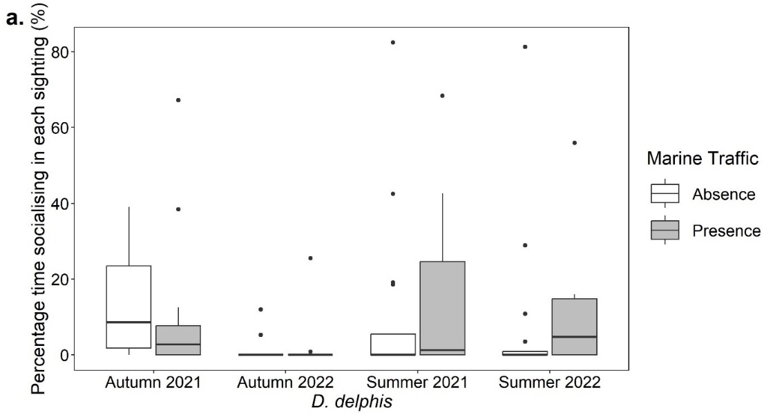 Boxplots showing the percentage time for each sighting (%) that Delphinus delphis exhibited socialising behaviour in the presence and absence of marine traffic in the autumn of 2021 and 2022 and the summer of 2021 and 2022. All data shows small discrepancies.