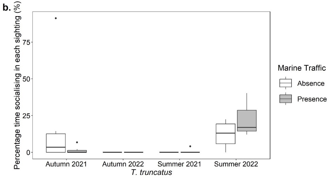 Boxplots showing the percentage time for each sighting (%) that Tursiops truncatus exhibited socialising behaviour in the presence and absence of marine traffic in the autumn of 2021 and 2022 and the summer of 2021 and 2022. Autumn 2021 and Summer 2022 show small discrepancies whilst the others have percentage averages of zero.