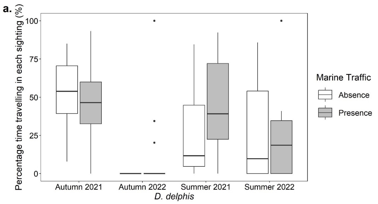 Boxplots showing the percentage time for each sighting (%) that Delphinus delphis exhibited travelling behaviour in the presence and absence of marine traffic in the autumn of 2021 and 2022 and the summer of 2021 and 2022. All plots shows differences except Autumn 2022 with little data,