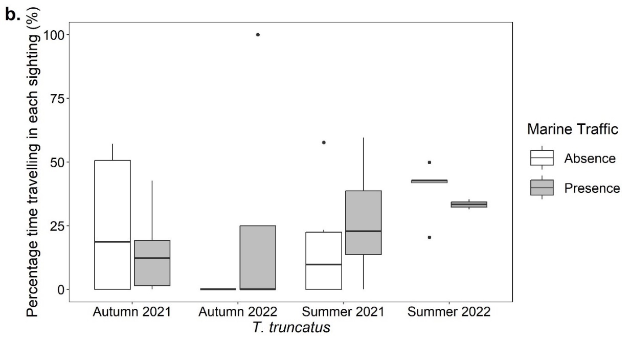 Boxplots showing the percentage time for each sighting (%) that Tursiops truncatus exhibited travelling behaviour in the presence and absence of marine traffic in the autumn of 2021 and 2022 and the summer of 2021 and 2022. All plots show discrepancies.