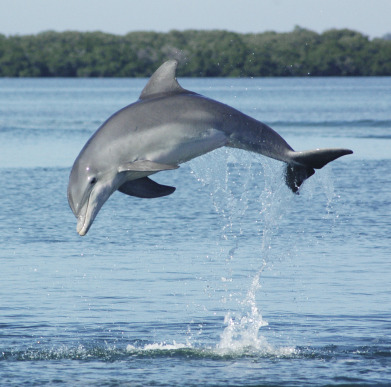 An image of Tursiops truncatus, the common bottlenose dolphin (Wells and Scott, 2017) leaping out of the water, displaying its grey body and longer snout against a backdrop of waves.