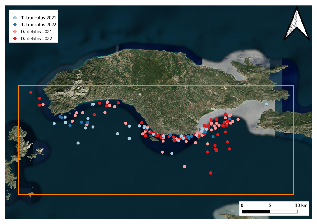 A map of the study area with coloured dots illustrating where sightings were recorded. The orange box outlines the location of the study area. The light blue dots represent sightings of T. truncatus in 2021, dark blue dots represent T. truncatus sightings in 2022, pink dots represent D. delphis sightings in 2021 and red dots represent D. delphis sightings in 2022. All dots are fairly evenly spread across the south coast of Samos Island. 