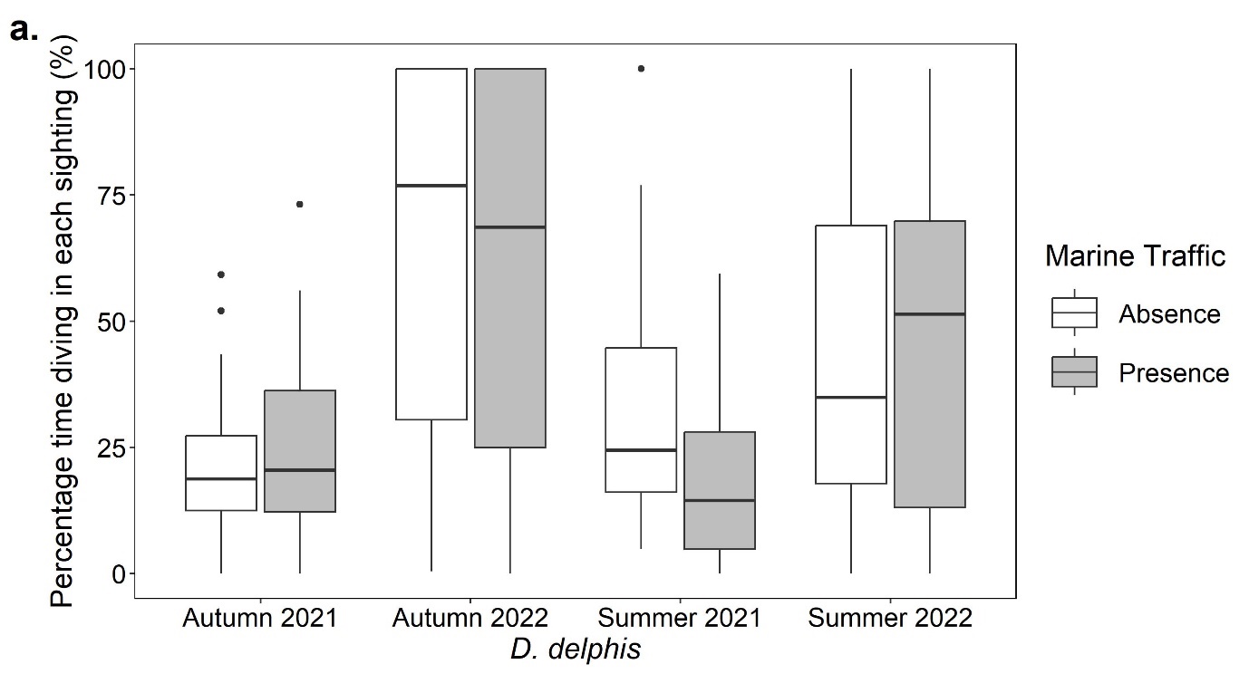 Boxplots showing the percentage time for each sighting (%) that Delphinus delphis exhibited diving behaviour in the presence and absence of marine traffic in the autumn of 2021 and 2022 and the summer of 2021 and 2022. 2021 had significantly lower percentages than 2022.