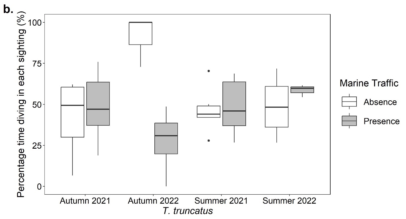 Boxplots showing the percentage time for each sighting (%) that Tursiops truncatus exhibited diving behaviour in the presence and absence of marine traffic in the autumn of 2021 and 2022 and the summer of 2021 and 2022. Autumn 2022 had a large difference between absence and presence data.