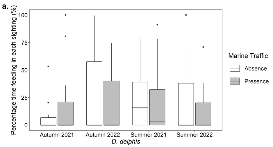 Boxplots showing the percentage time for each sighting (%) that Delphinus delphis exhibited feeding behaviour in the presence and absence of marine traffic in the autumn of 2021 and 2022 and the summer of 2021 and 2022. This boxplot shows very low percentage averages.