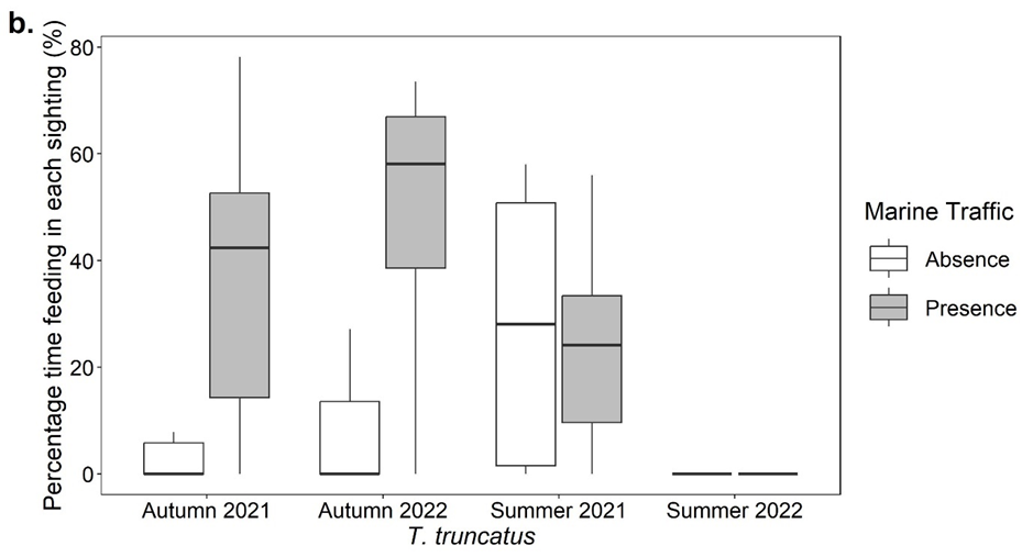 Boxplots showing the percentage time for each sighting (%) that Tursiops truncatus exhibited feeding behaviour in the presence and absence of marine traffic in the autumn of 2021 and 2022 and the summer of 2021 and 2022. Summer 2022 had no data. Autumn data for both years had large differences in percentage feeding in absence and presence.