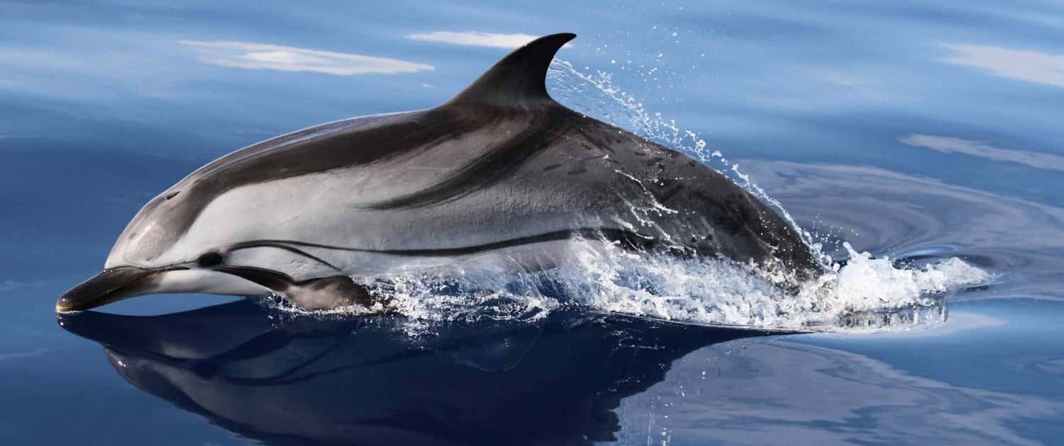 A striped dolphin jumping out of the surface of the ocean.