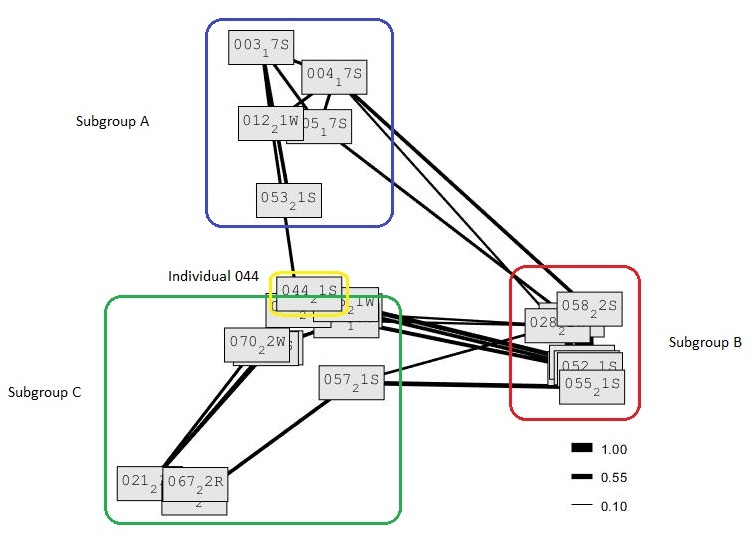 Social network diagram consisting of 3 boxes representing subgroups; subgroup A is blue, subgroup B is red, subgroup C is green. Individual 044 is outlined by a yellow box. Each subgroup box contains the names of each individual within that subgroup. The thickness of the line connecting individuals determines how strong the association between them is (the half weight index). The thickest having a value of 1 and the thinnest of 0.1. The closer to 1 the value is, the higher the half weight index and the stronger the association between individuals. Individual 044 has a half weight index value of 0, it is not connected to any other individuals.