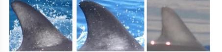 Three images showing dolphin dorsal fins at different qualities of focus. The first demonstrates excellent focus, where notches and colouration are clearly visible. The second demonstrates moderate focus, where the image is slightly blurred but colouration patterns are still visible. The third image shows poor focus, where the image is very blurred and no colouration or outline is easily visible. Images taken by Brown and Tintore (2021).