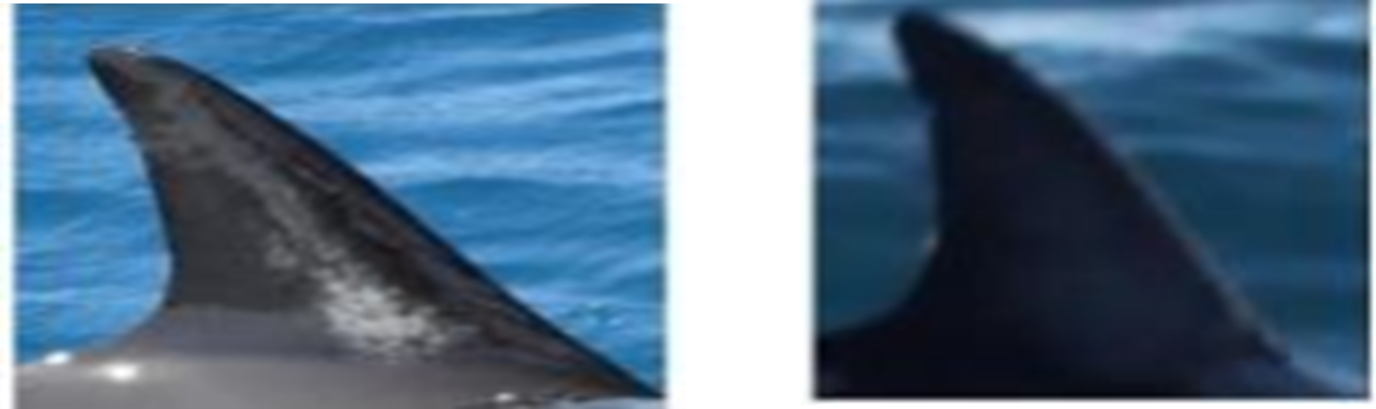 Two images showing dolphin dorsal fins at different qualities of contrast. The first demonstrates ideal contrast, where colouration patterns are clearly visible. The second demonstrates excessive contrast, where the image is overly dark and no dorsal fin colouration patterns are visible. Images taken by Brown and Tintore (2021).