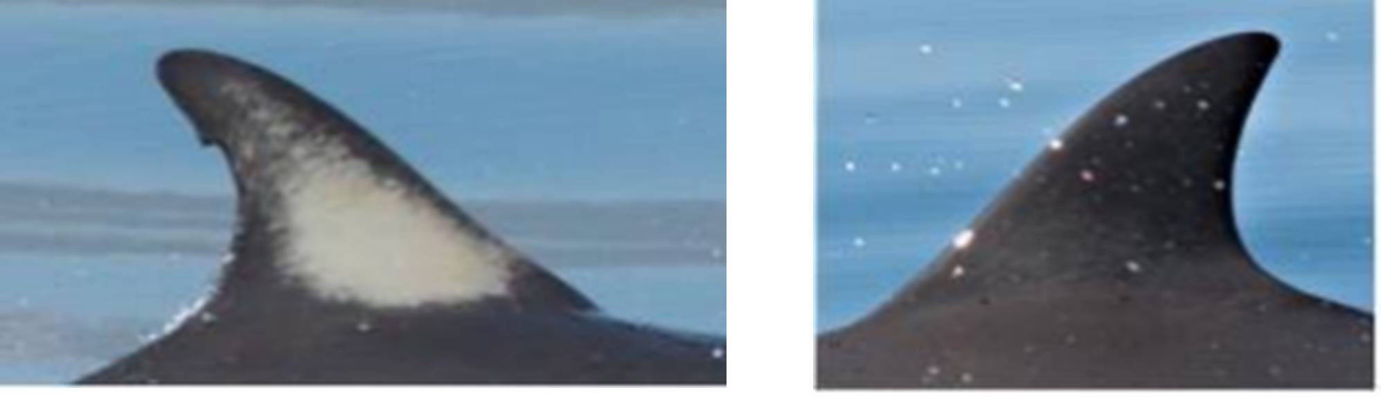 Two images showing the distinctiveness of markings on dolphin dorsal fins. The first shows a highly distinctive dorsal fin, with a large notch missing from the back and a pale patch of skin marking the side of the fin. The second shows a non-distinctive dorsal fin, where the fin is perfectly preserved with no notches or scratches. Images taken by Brown and Tintore (2021).