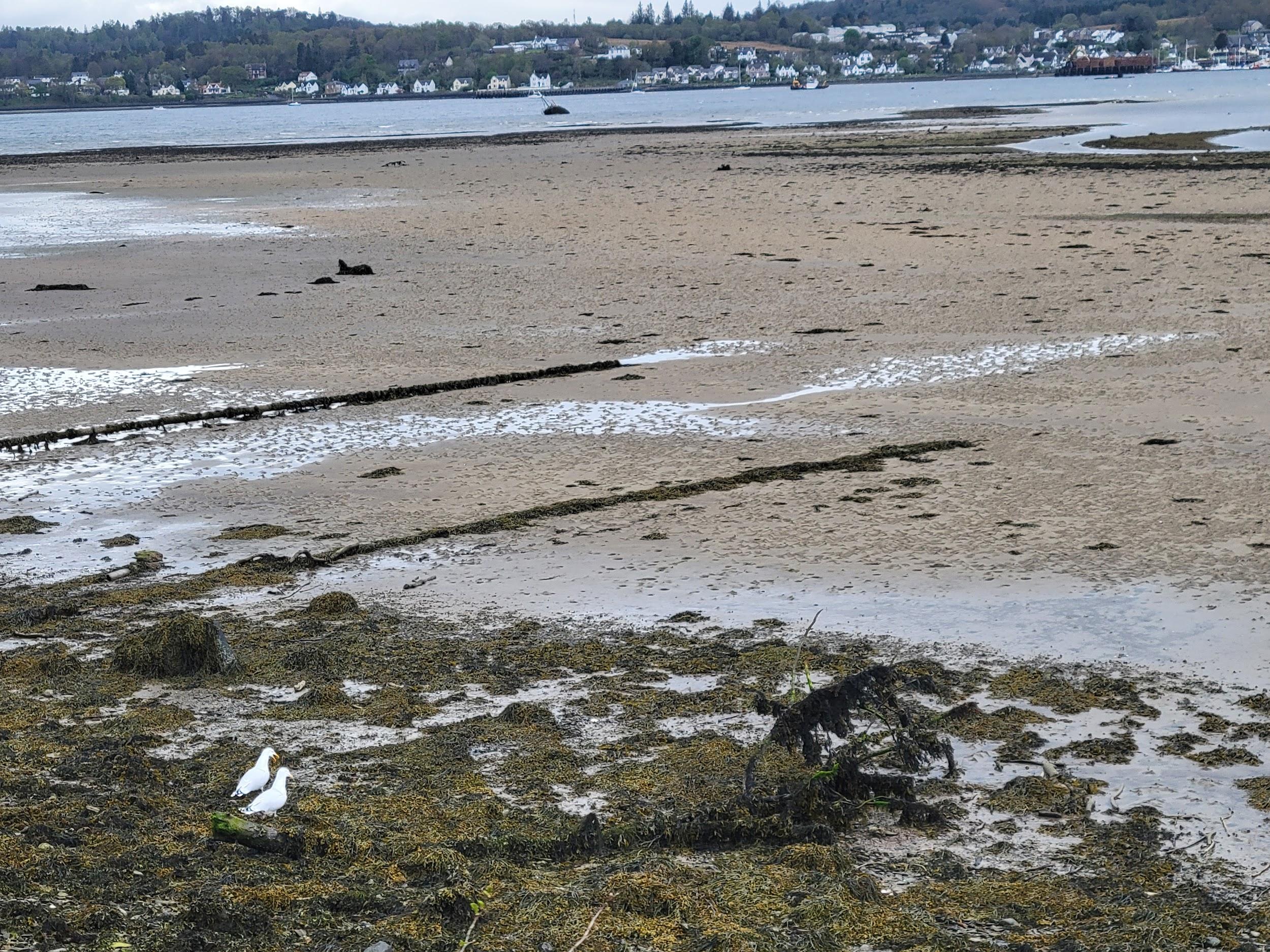 A photograph of a sandy seaweed-strewn beach on an overcast day. There is view of houses and trees across the water, and two seabirds are stood together on the beach.